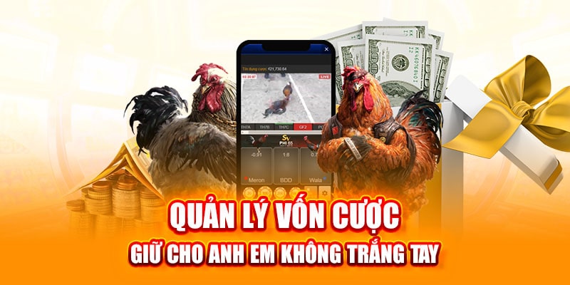 Bí Quyết Chiến Thắng Tại Đá Gà DF999