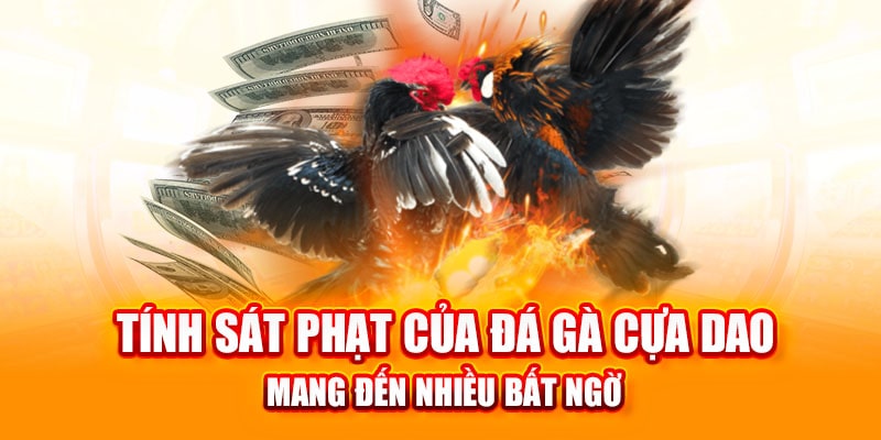 Lý do đá gà DF999 Là Lựa Chọn Hàng Đầu
